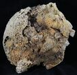 Agatized Fossil Coral With Druzy Quartz - Florida #30701-1